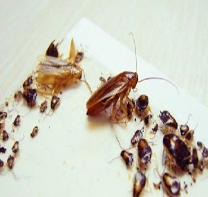 东城除四害：灭治蟑螂的方法