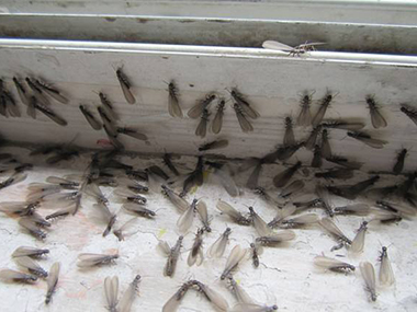 白蚁防治所：屋里有带翅膀的蚂蚁是白蚁吗