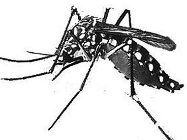 东莞四害消杀公司杀死蚊子和苍蝇有没有什么好的办法
