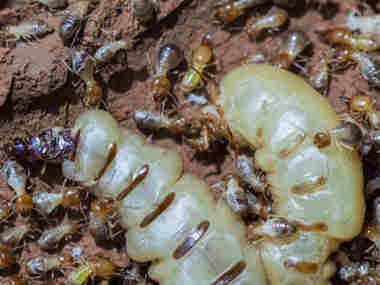 南城上门杀白蚁公司专家发布白蚁的十大误区