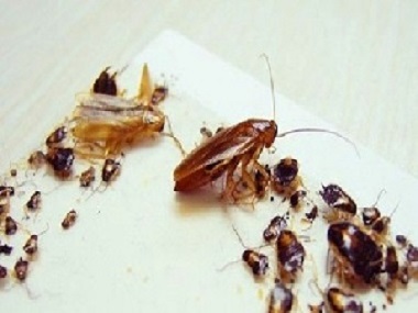 石龙除四害公司为什么会有蟑螂？快速灭蟑捕蟑的办法