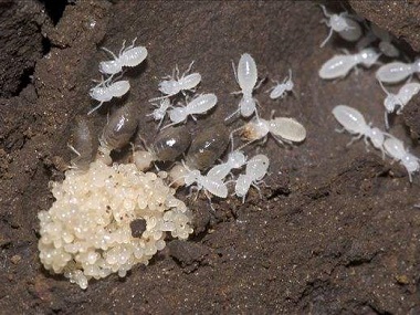 东莞防治白蚁公司家里为什么每年都会有白蚁