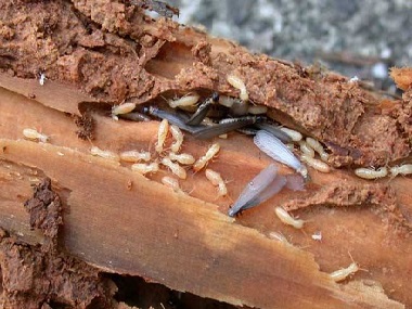 东城白蚁防治所白蚁除了吃木头还吃什么