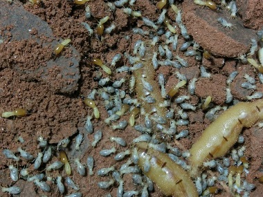 东莞预防白蚁防治所 仓库有白蚁用什么方法灭治