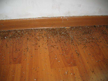 东城白蚁预防公司木地板防蚁知识