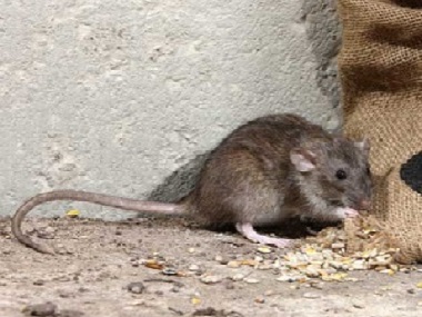 厚街四害消杀公司说说老鼠对人的危害有哪些