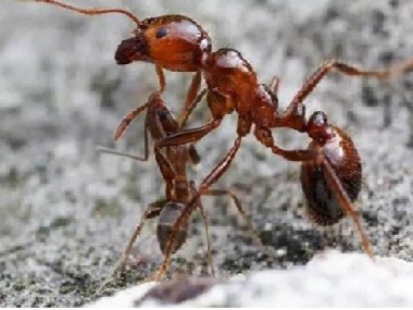 万江白蚁防治不慎被红火蚁咬了应该怎么办