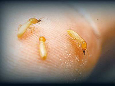 塘厦预防白蚁中心有哪些方法可以灭治白蚁危害