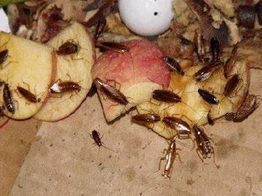 常平杀虫灭鼠5个办法灭蟑螂，再也不怕家里有蟑螂了