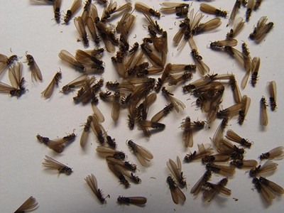 樟木头白蚁防治公司黑色飞蚂蚁是不是白蚁繁殖蚁
