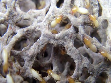 石排灭治白蚁认识一下白蚁的危害以及白蚁的特性
