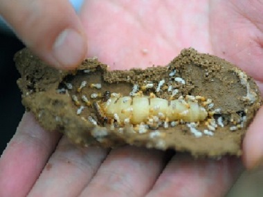 茶山预防白蚁公司怎样才能够找到白蚁的巢穴