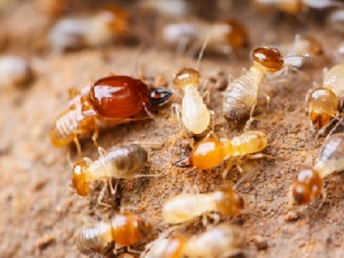 沙田白蚁防治公司家庭白蚁危害的主要表现有哪些