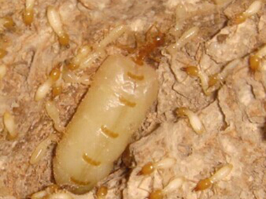 东莞灭杀白蚁所——白蚁吃什么，白蚁的寿命有多长？