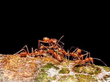 莞城虫害防治公司分享下如何消灭红火蚁