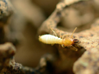 虎门白蚁防治机构为什么冬天白蚁很少?