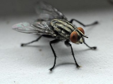 大朗害虫防控中心分享4个小妙招消灭蚊虫和苍蝇