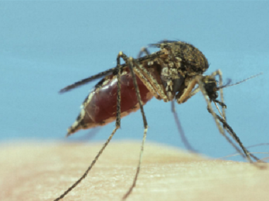 大岭山除四害公司消灭蚊虫蚊子的办法有哪些
