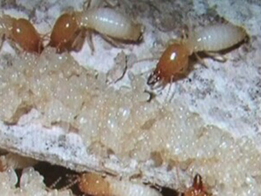 厚街预防白蚁站白蚁的危害，以及白蚁防治方法介绍