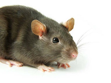 南城杀虫灭鼠公司——家里有老鼠怎么办
