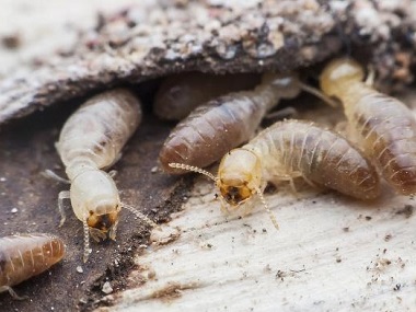 沙田验收白蚁中心——白蚁都有哪些危害？
