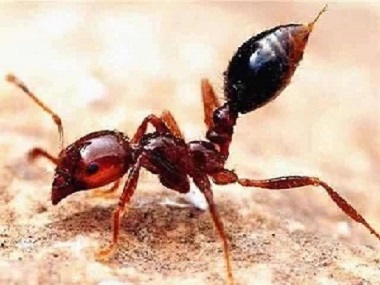 万江红火蚁防控公司：什么是红火蚁？红火蚁的危害