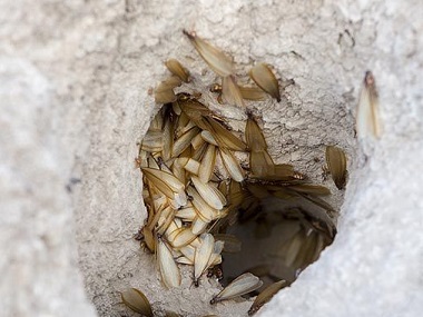 长安白蚁灭治中心快速有效找到白蚁巢穴的方法