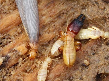 东城白蚁防治机构令建筑行业谈蚁色变的是什么白蚁