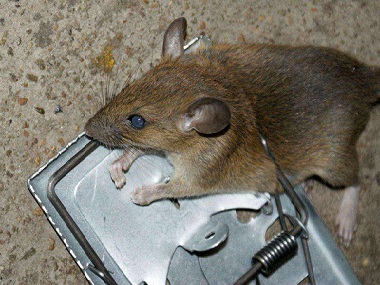 厚街专业灭鼠站捕鼠笼灭鼠工具应该布置在什么位置