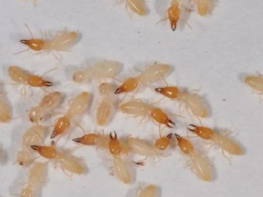 寮步验收白蚁中心白蚁危害主要表现有哪些方面