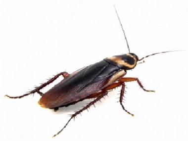虎门四害消杀公司发现蟑螂喷杀虫剂可以杀死蟑螂吗？