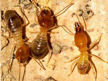 横沥蚁害防治站：蚂蚁都有哪些生活习性