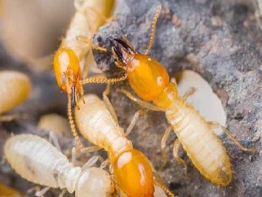 大岭山白蚁预防所：白蚁的特征类属及生活习性