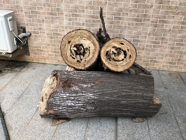 万江白蚁备案机构防治杉木白蚁虫害的方法