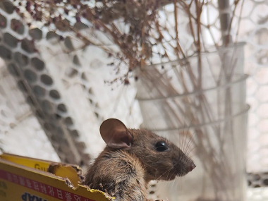 凤岗除四害公司老鼠怕的常见用法有哪些