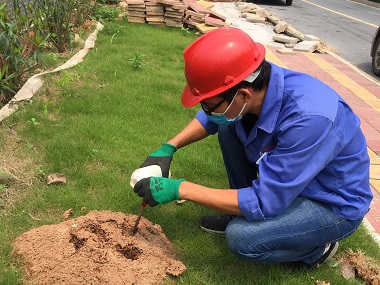 东莞红火蚁预防所轻松区分红火蚁与普通蚂蚁