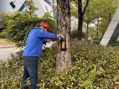 万江上门灭白蚁中心树木有没有藏白蚁？4步自查方法